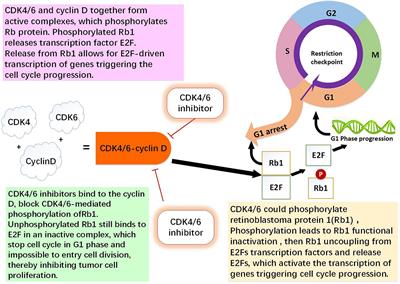 Breast Cancer Resistance to Cyclin-Dependent Kinases 4/6 Inhibitors: Intricacy of the Molecular Mechanisms